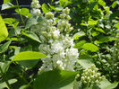 White Lilac Tree (2013, April 22)