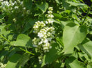 White Lilac Tree (2013, April 22)
