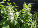 White Lilac Tree (2013, April 22)