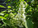 White Lilac Tree (2013, April 22)