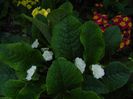 Primula
