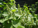 White Lilac Tree (2013, April 22)