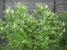 White Lilac Tree (2013, April 22)