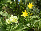 Spring Green & Cistula (2013, April 23)