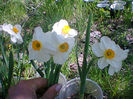 Fotogr.0955