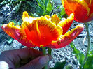 Fotogr.0963