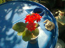 Fotogr.0950