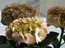 hortensii alb cu bordura
