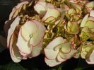 hortensii alb cu bordura1