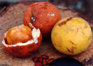 Willughbeia sarawacensis