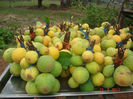 Willughbeia edulis