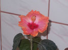 DSCN8237_3706
