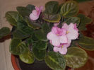 DSCN8225_3695