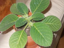 DSCN8231_3700