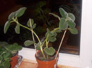 DSCN8233_3702