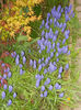 Muscari & Acer palmatum (2013, Apr.21)