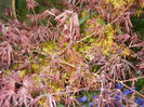 Spring colors (2013, April 21)