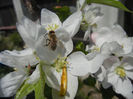 Bee on Apple Blossom (2013, April 22)