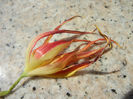 Tulipa Acuminata (2013, April 24)