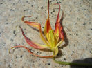 Tulipa Acuminata (2013, April 24)