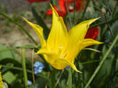 Tulipa Cistula (2013, April 23)