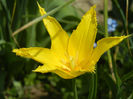 Tulipa Cistula (2013, April 23)