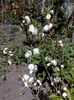 prunus alba plena
