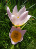 Tulipa Lilac Wonder (2013, April 22)