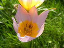 Tulipa Lilac Wonder (2013, April 22)