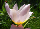 Tulipa Lilac Wonder (2013, April 22)