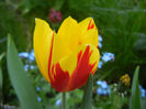 Tulipa Mickey Mouse (2013, April 22)