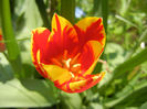 Tulipa Mickey Mouse (2013, April 22)