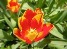 Tulipa Mickey Mouse (2013, April 22)