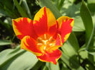 Tulipa Mickey Mouse (2013, April 23)