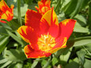 Tulipa Mickey Mouse (2013, April 23)