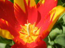 Tulipa Mickey Mouse (2013, April 24)