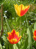 Tulipa Mickey Mouse (2013, April 24)