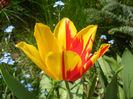 Tulipa Mickey Mouse (2013, April 24)