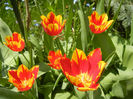 Tulipa Mickey Mouse (2013, April 24)