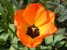 Tulipa Orange Bowl (2013, April 23)