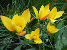 Tulipa clusiana Chrysantha (2013, Apr.22)