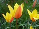 Tulipa clusiana Chrysantha (2013, Apr.22)