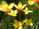 Tulipa clusiana Chrysantha (2013, Apr.24)