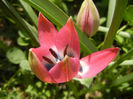 Tulipa Little Beauty (2013, April 22)