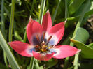 Tulipa Little Beauty (2013, April 22)