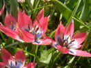 Tulipa Little Beauty (2013, April 24)