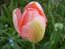 Tulipa Judith Leyster (2013, April 22)
