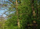 IMG_2419