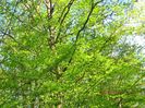 IMG_2420