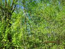 IMG_2447